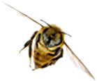 Bubble Bee Logo